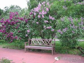 丁香六月国产,丁香六月国产生态发展概览  第3张