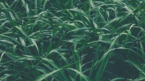 青青青草国产免费,国产影视的清新之作  第2张