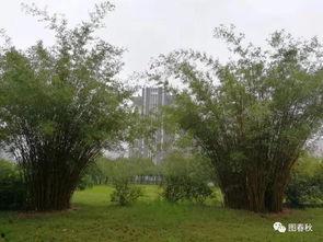 青青青草国产免费,国产影视的清新之作  第3张