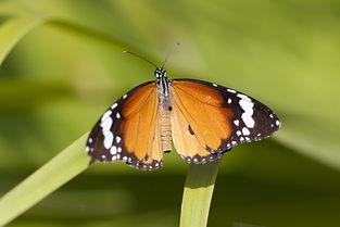 国产采精小蝴蝶  第2张