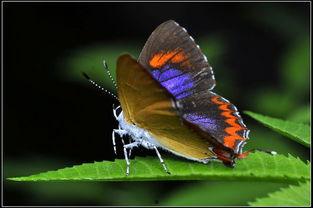 国产采精小蝴蝶  第3张